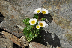 Ranunculus glacialis