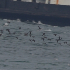 Puffinus yelkouan