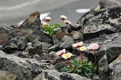 Ranunculus glacialis