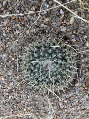 Mammillaria uncinata