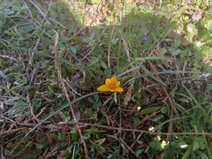 Crocus angustifolius