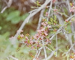 Prunus tenella