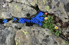 Gentiana bavarica