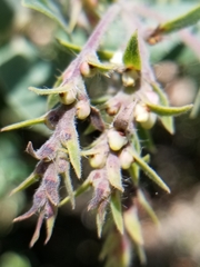 Arctostaphylos crustacea