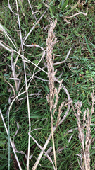 Tridens albescens