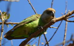 Poicephalus cryptoxanthus cryptoxanthus