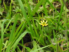 Ranunculus peduncularis