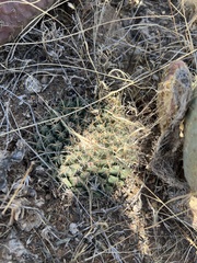 Mammillaria uncinata