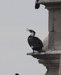 Phalacrocorax carbo