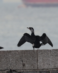 Phalacrocorax carbo
