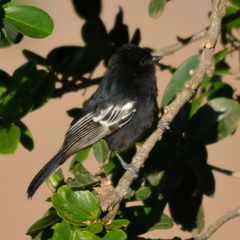Melaniparus niger ravidus