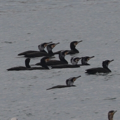 Phalacrocorax carbo