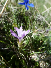 Primula integrifolia