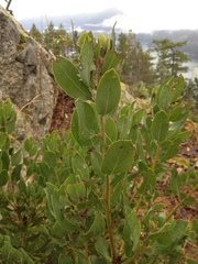 Arctostaphylos columbiana
