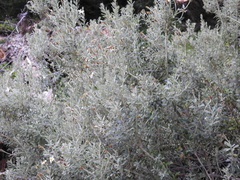 Atriplex lampa