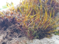 Syntrichia laevipila
