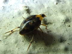 Haliplidae