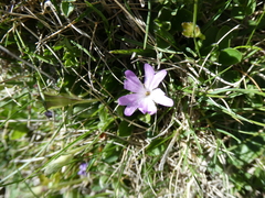 Primula integrifolia