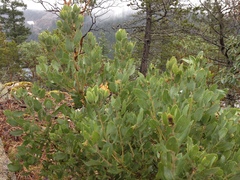 Arctostaphylos columbiana