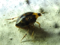 Haliplidae