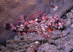 Scorpaenopsis