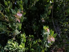 Arctostaphylos crustacea