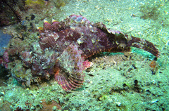 Scorpaenopsis