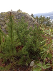 Arctostaphylos columbiana