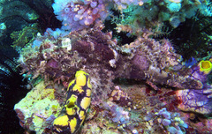Scorpaenopsis