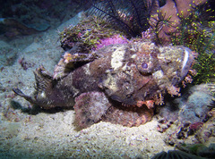 Scorpaenopsis