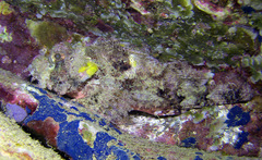 Scorpaenopsis