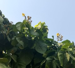 Magnoliopsida