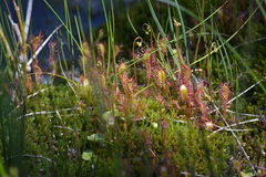 Drosera anglica
