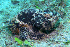 Scorpaenopsis