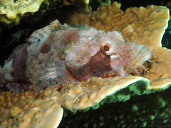 Scorpaenopsis