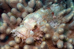 Scorpaenopsis