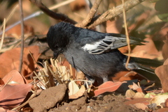 Melaniparus niger ravidus