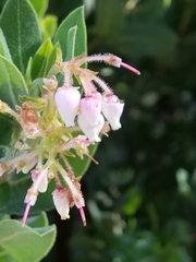 Arctostaphylos crustacea