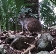 Thylogale stigmatica