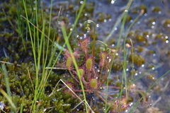 Drosera anglica