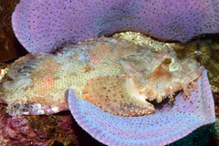 Scorpaenopsis