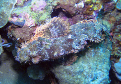 Scorpaenopsis