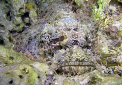Scorpaenopsis