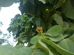 Magnoliopsida