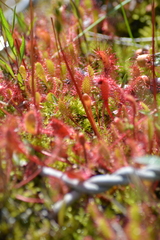Drosera anglica