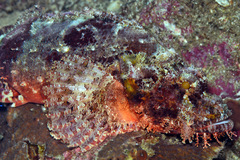 Scorpaenopsis