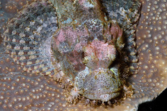 Scorpaenopsis