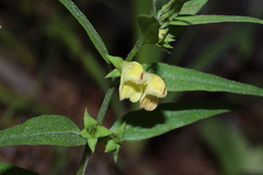 Melampyrum sylvaticum