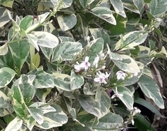 Pseuderanthemum carruthersii