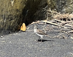 Anthus novaeseelandiae